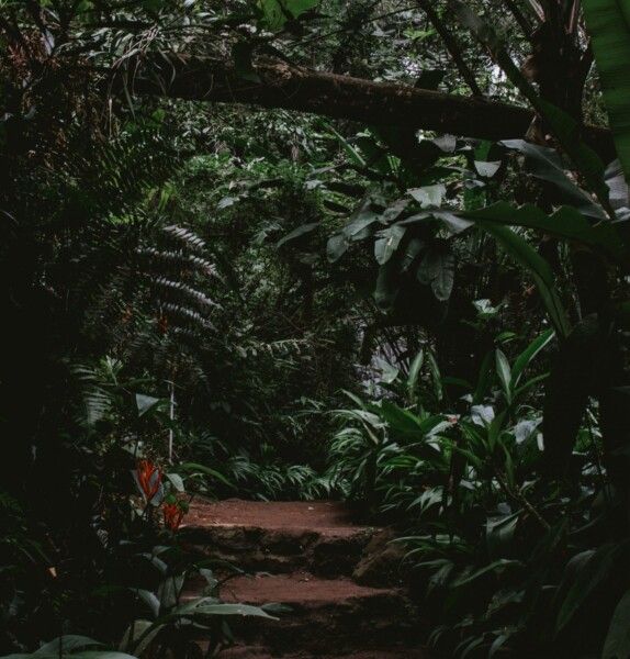 A jungle path