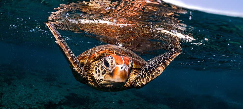 A turtle swimming in the ocean